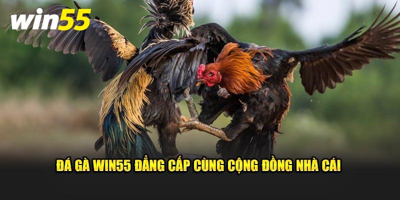 Đá gà Win55 đẳng cấp cùng cộng đồng nhà cái