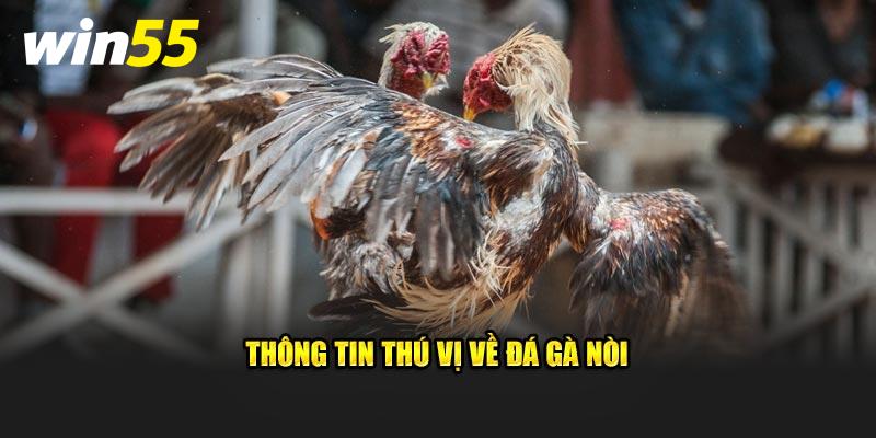 Thông tin thú vị về đá gà nòi